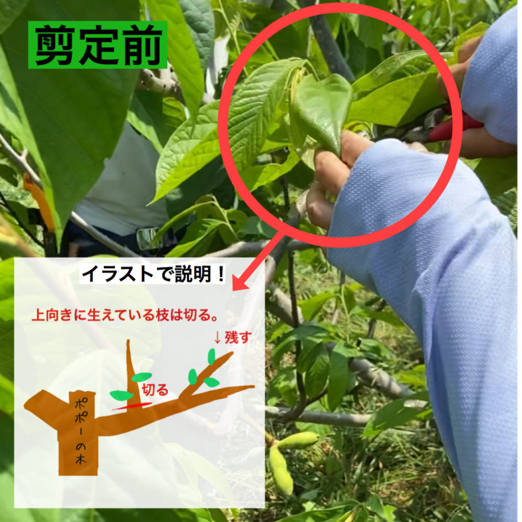 完全ガイド ポポーの育て方：種まきから収穫まで初心者も安心