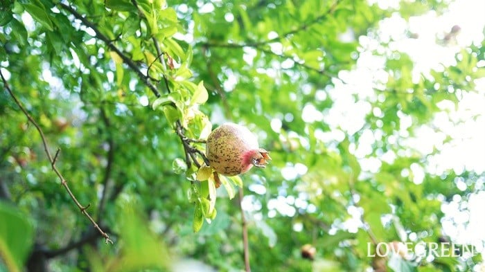 9月の台湾フルーツ、主役は文旦！イエローパッション、蓮霧、パパイヤも美味でした