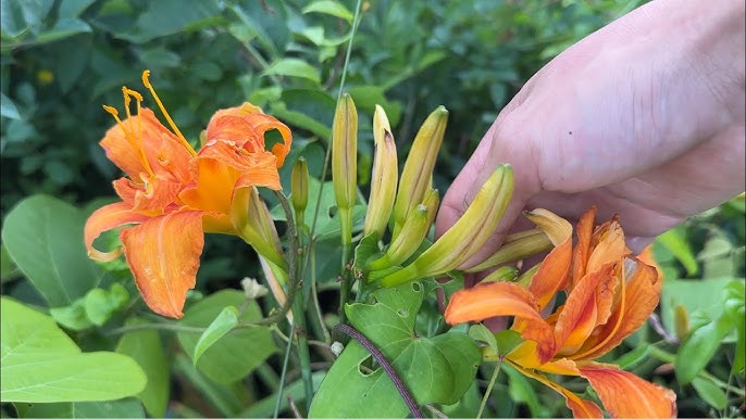 ノカンゾウ 食べ方TikTok