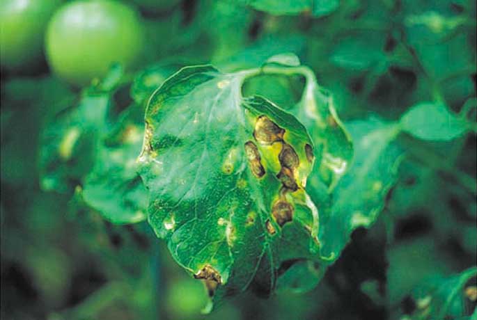 トマトに白カビが！まだ食べられるの？実際に食べて検証してみた