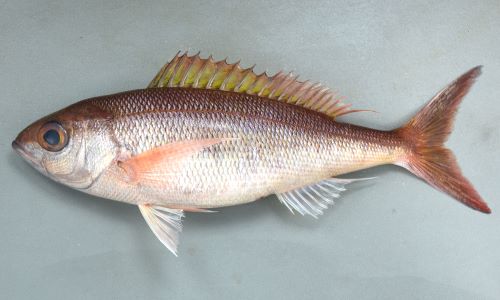 クルキンマチとアワビの姿造りコチラも100円均一！大活躍！！ : 魚屋三代目日記