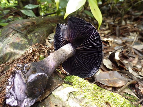 エノキタケ」「ムラサキシメジ ピエブルー 」など、晩秋のキノコを採ってきました。LA MAISON DE LA BRAISE