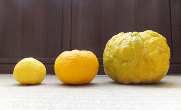 柑橘類 獅子柚子 ししゆず・おにゆ の地掘大苗 - 果樹苗・大苗・苗木販売の隅田農園@京都亀岡