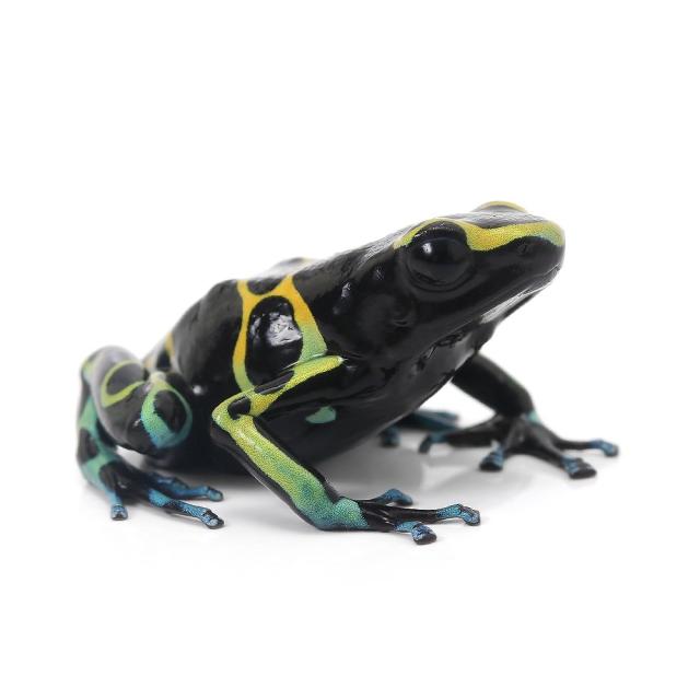 ミルキーフロッグ 2匹
