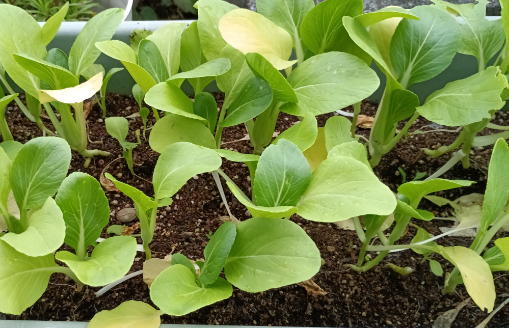 アカタマネギ 赤玉葱 の育て方 – ガーデニングサプリ