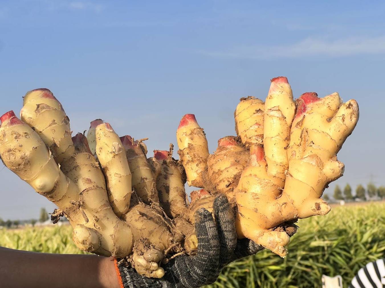 男人晨起之后,吃一片生姜,一个月后,身体发生了什么变化