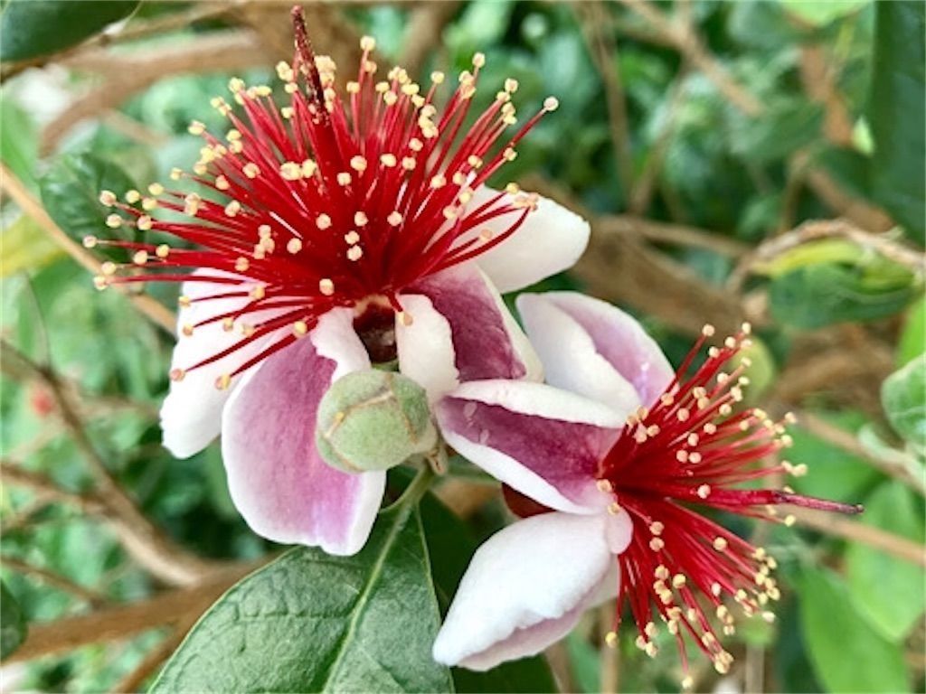 フェイジョアの実 入りましたよ〜！ 温室内で販売中です！フェイジョア 実 販売中 宝塚 陽春園 園芸店