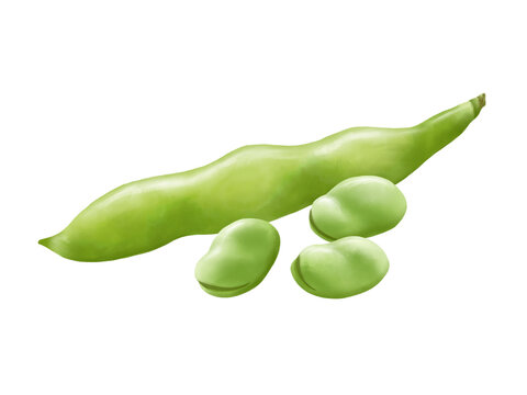 そら豆 野菜 画像3 無料写真素材 フリー写真素材 「花ざかりの森」