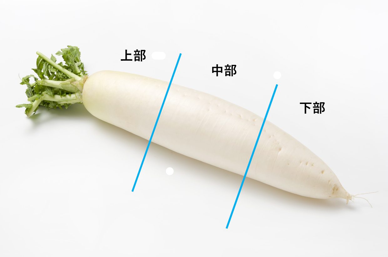 青大根 長江青長ダイコン ビタミン大根：旬の野菜百科