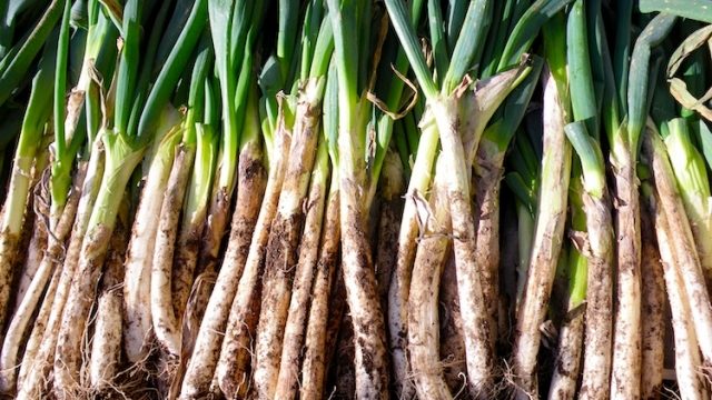 軟白長ねぎ業務用食材の仕入れなら八面六臂