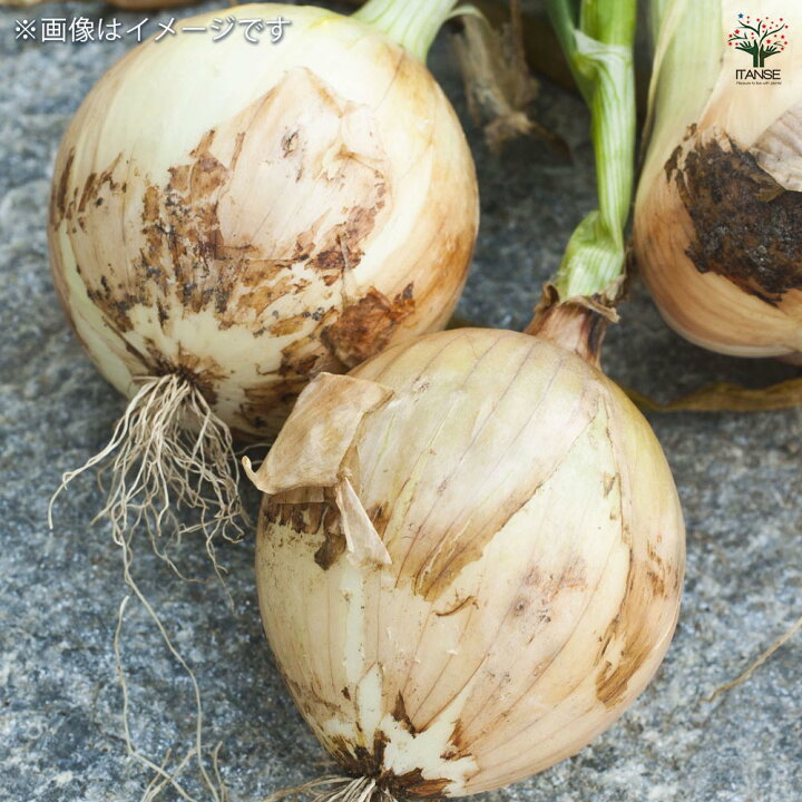 タマネギ真冬収穫を目指して！～セット球を植え付けました～南信州お散歩日和