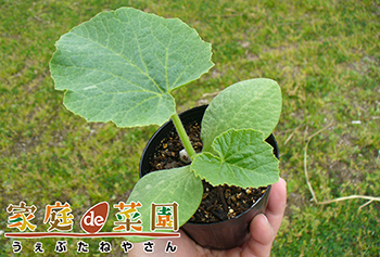 カボチャ野菜 山田式家庭菜園教室～Dr.藤目改訂版～調べるタキイ種苗株式会社
