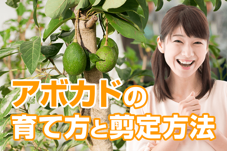 果樹栽培 アボカドの育て方 おいしく食べたアボカドの種子から発芽させて育ててみよう