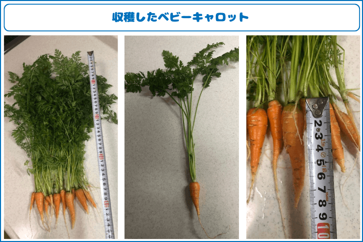 Amazon.co.jp: 聖新陶芸 通年 家庭菜園 簡単 栽培キット ゆったり育てる にんじん 野菜 栽培セット自由研究食育鉢の径約10cm おうちで根菜 母の日 プレゼント 誕生日 GD-89102: DIY・工具・ガーデン