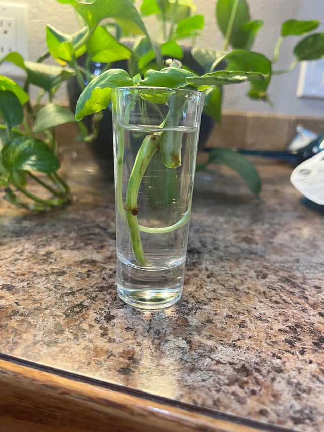 バジルの育て方上手に育てるポイントや室での水耕栽培も紹介となりのカインズさん