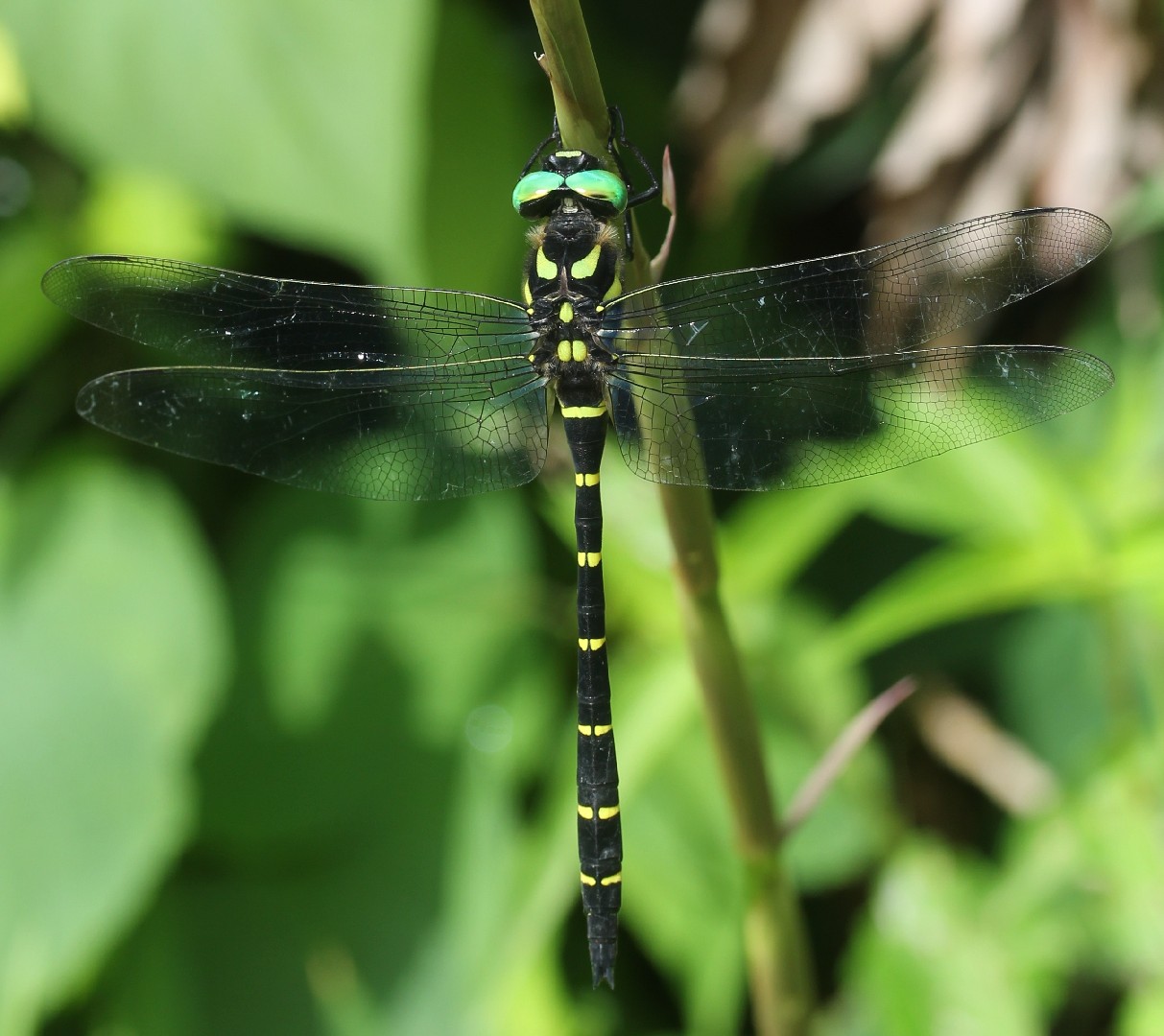 オニヤンマの餌は何？スズメバチも食べる？生き物語り