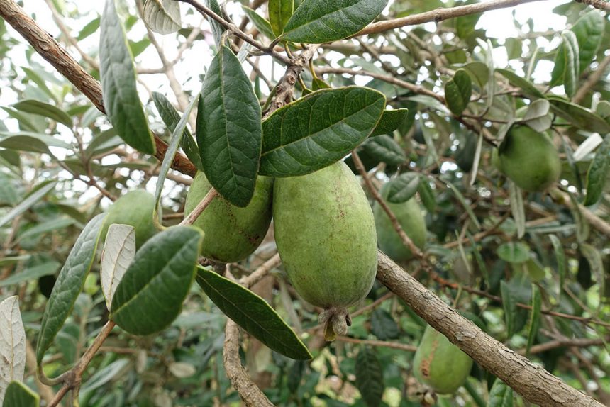 育てやすい熱帯果樹 フェイジョアについて 育てている品種・栽培メモのぶらぼ