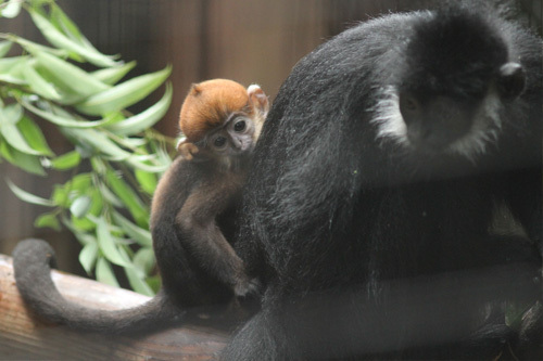 ミントン MintonBoyle期シノワズリ文様カップ&ソーサー - 西洋アンティーク 11th Avenue西洋古美術工芸店銀座