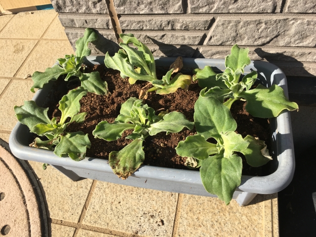 アイスプラントを水耕栽培で育てます