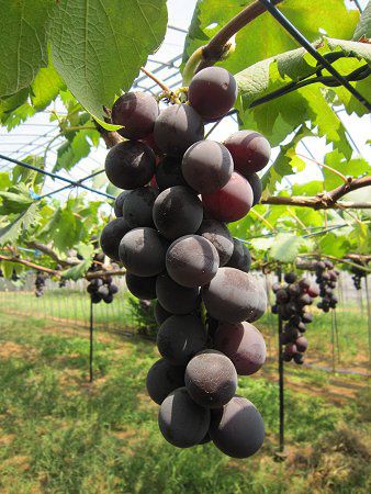 紫果物」の写真素材22,639件の無料イラスト画像Adobe Stock