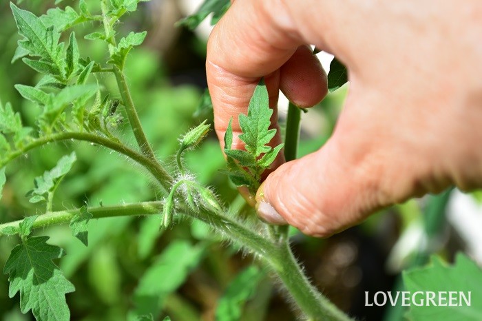 トマトの脇芽を簡単に挿し木する方法たんぽぽ母ちゃんのブログ