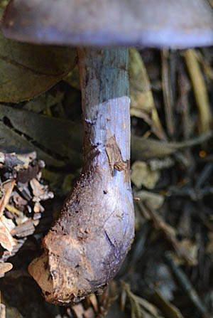□茸料理・まだまだ続く・ムラサキシメジ入荷 - 自然食・健康懐石料理 『湯斗』 ゆとう の旬の食材と料理湯斗で見れる花・ 雪の下 変わり花