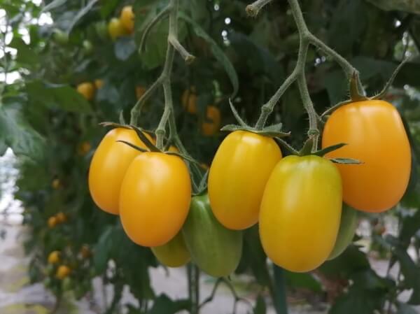 桃太郎ゴールド - いい、わけがある野菜 ファイトリッチ