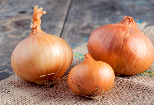 タマネギ栽培の様子🧅タマネギ栽培タマネギ栽培中タマネギ栽培日記タマネギ栽培🧅タマネギ栽培記録玉ねぎ栽培玉ねぎ栽培中玉ねぎ栽培日記玉ねぎ栽培記録玉葱栽培玉葱栽培記録🧅玉葱栽培中たまねぎ栽培🧅🧅🧅🧅