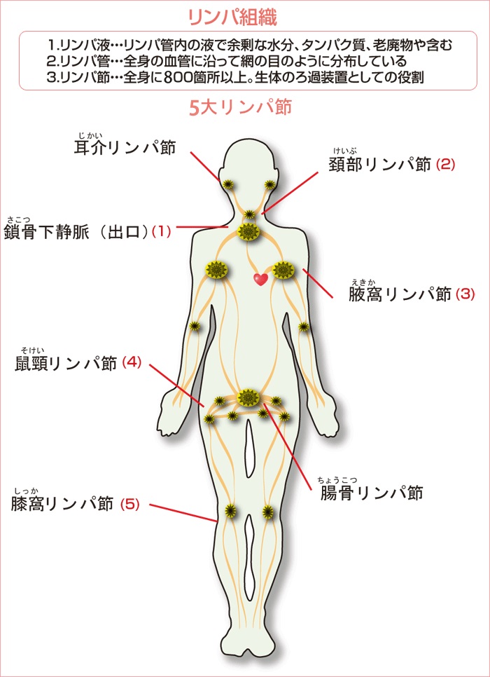 胸を大きくするにはリンパマッサージが効果的？押すと痛いのは危ないの？ | 【公式】クリニックビューティー恵比寿・銀座｜脂肪再生豊胸