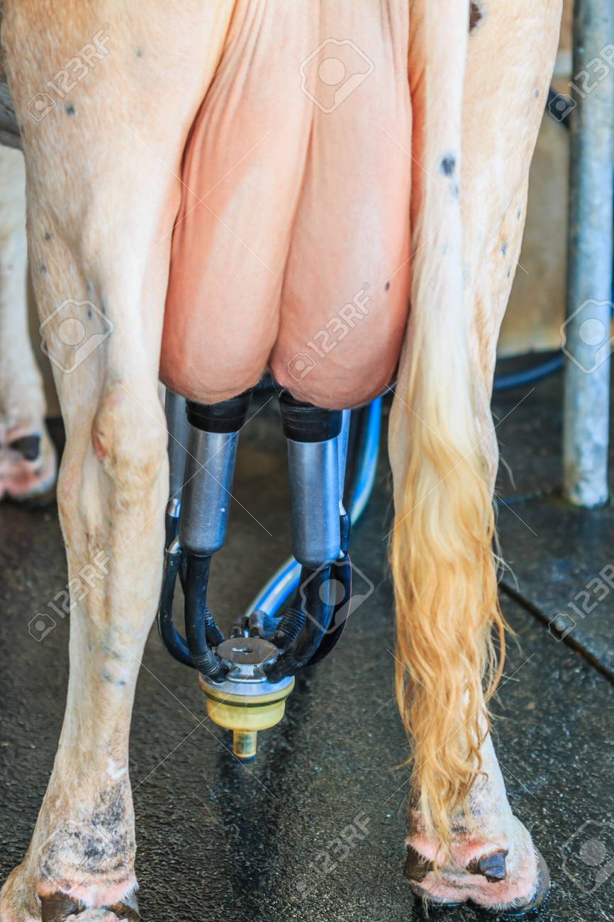 9,600点を超える乳搾りのストックフォト、写真、そしてロイヤリティフリーの画像 - iStock牧場, 乳搾り 日本, ミルク缶