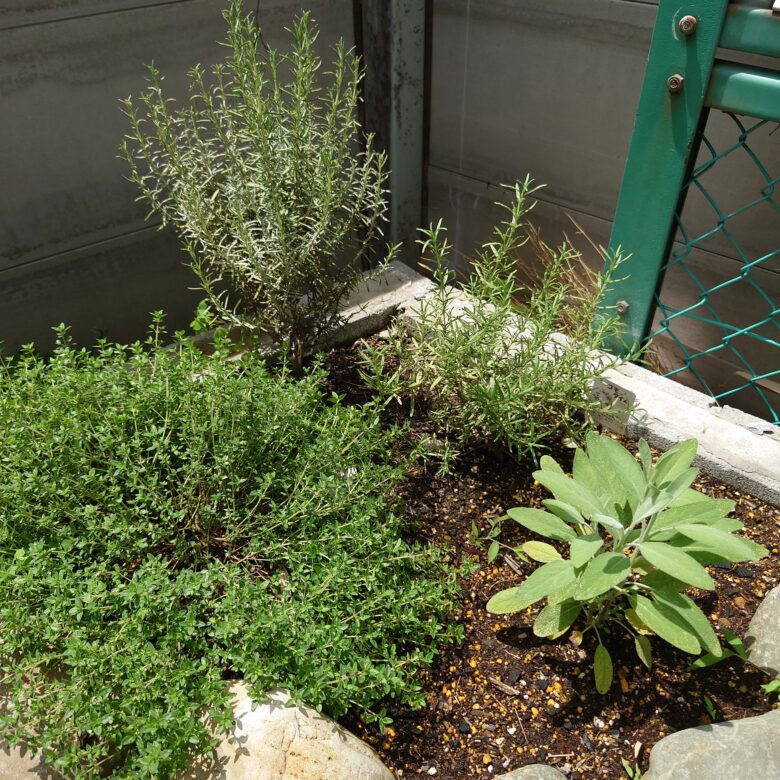 農家が教えるローズマリーの育て方 失敗しない挿し木の方法は？マイナビ農業