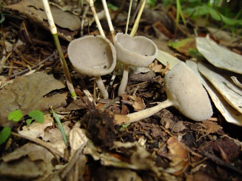 東京きのこ同好会 ： ニカワチャワンタケ