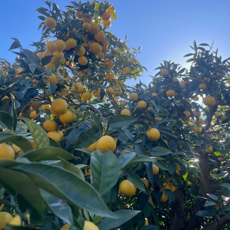 クレモンティーヌmon_petit_chef