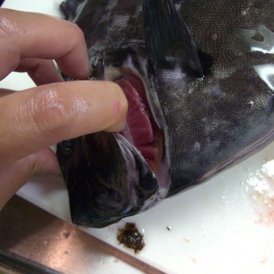 イシダイの食べ方・料理法 釣り船 新潟 上越 能生漁港 こうゆう丸