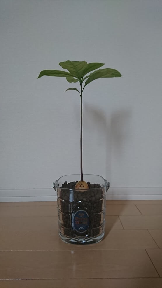 月刊 現代農業2021年11月号 誰でもできる 鉢植えアボカド 第5回 誘引――枝を45度にして生長をコントロール