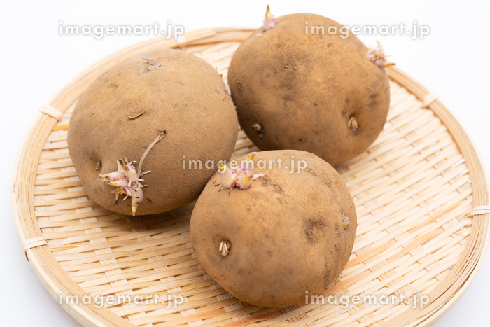 ジャガイモ 芽が出るとおいしい?ジャガイモ栽培.com