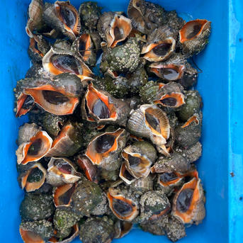 天然！活アカニシ貝 １kg 目安：7〜10個 赤西貝 ニシガイ 西貝 ニシ貝 巻き貝 漁師直送 刺身 煮つけ 日時指定不可 BBQ バーベキュー :松島牡蠣養殖場 - 通販 - Yahoo!ショッピング