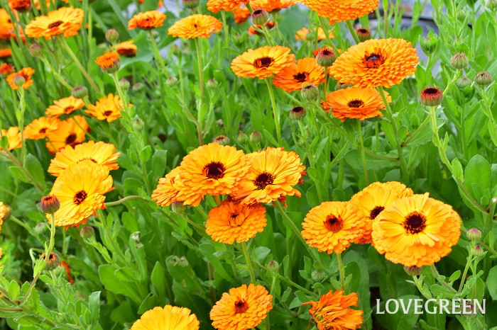 Calendula Flower Meaning,