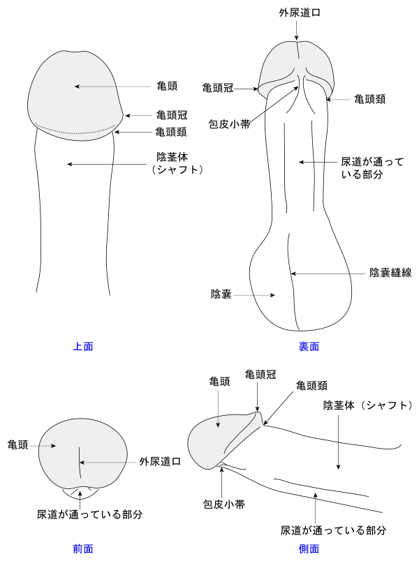 ヴァギナ | SEXOLOGY