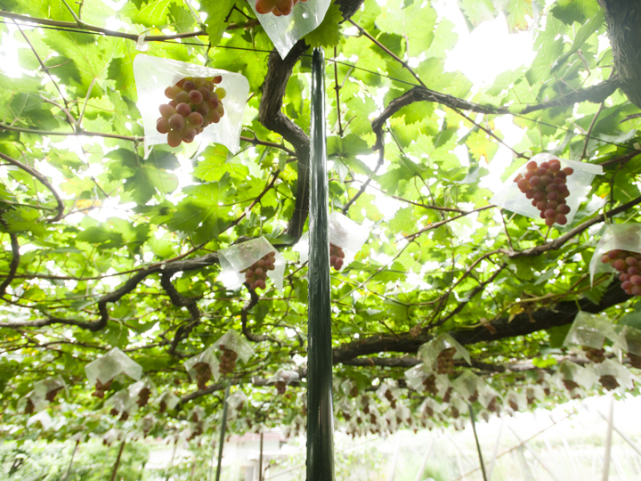 シャインマスカット ぶどう棚の写真素材25189841- PIXTA