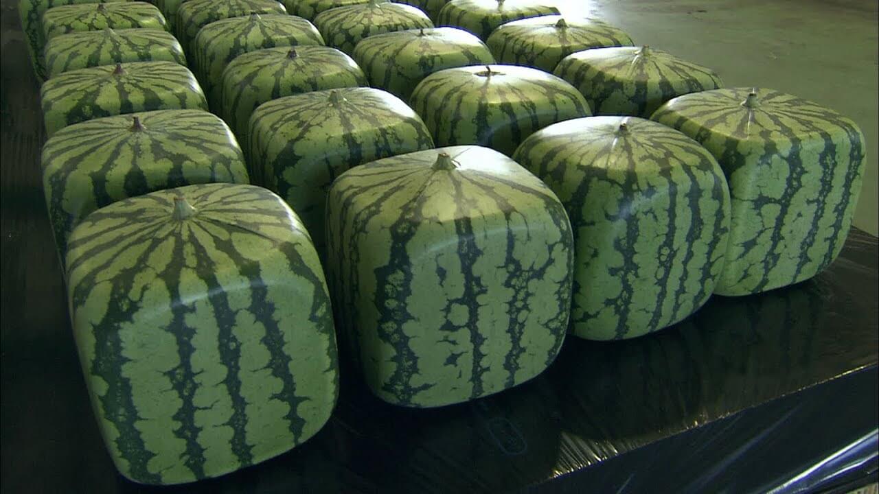 ちゃぐちゃぐスイカって知っていますか？滝沢市