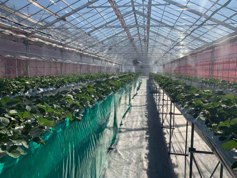 ビニールハウスのいちご栽培 写真素材3636730- フォトライブラリ