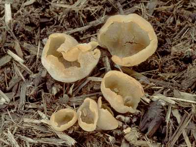 オオチャワンタケ Peziza vesiculosa チャワンタケ科 Pezizaceae チャワンタケ属 三河の植物観察野草