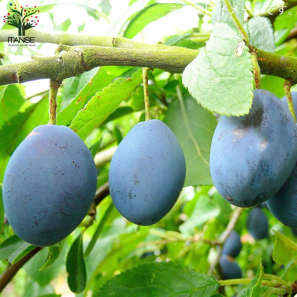 プルーン狩りPrune pickingSAPPORO FRUIT GARDEN 札幌果実庭園