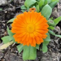 オレガノハーブ には種類がある！それぞれの特徴を紹介！食・料理オリーブオイルをひとまわし