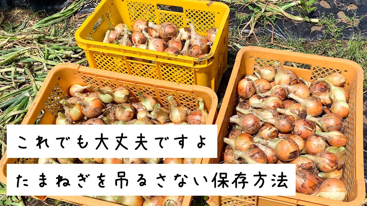 玉ねぎの保存方法 - 井澤農園北海道栗山町