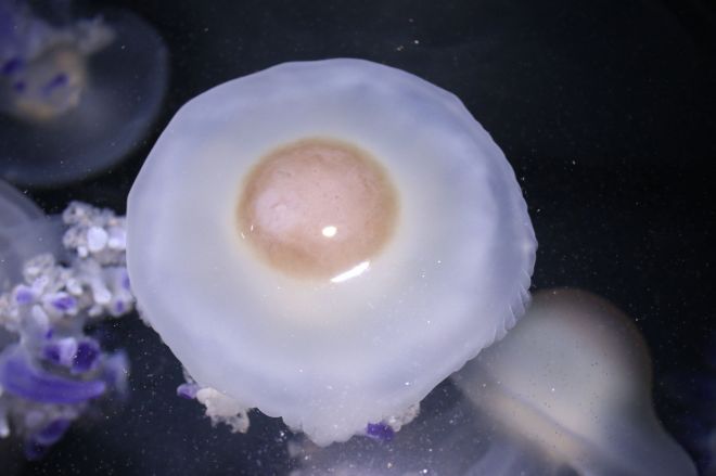 海をただよう目玉焼きクラゲ!? フライド・エッグ・ジェリーフィッシュが可愛いを通り越してむしろおいしそうだと話題に！Pouch ポーチ