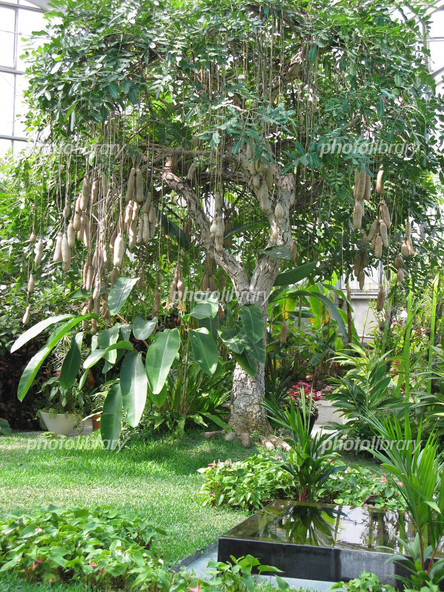 ソーセージツリーの花ハワイ通