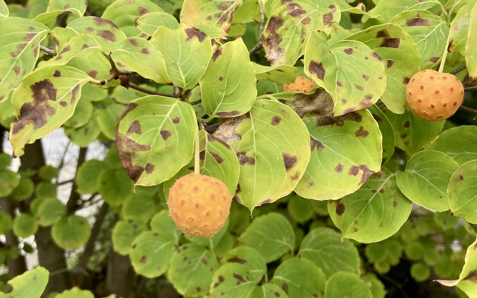 楽天市場 兵庫 丹波地方 ”枝付き黒枝豆 本黒” 約500〜700g×5pc 黒豆 予約 10月中下旬以降送料無料 :くらし快援隊〜母の日父の日お中元