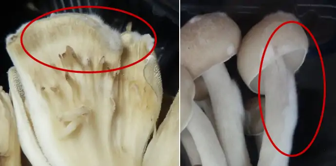 舞茸の冷凍保存 美味しさを長持ちさせる方法ほほえみごはん-冷凍で食を豊かに-ニチレイフーズ